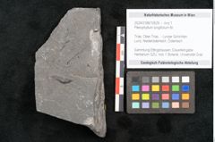 Foto (Objekt + Etikett) von Pterophyllum longifolium Br. (NHMW-GEO-2024-0188-10629)